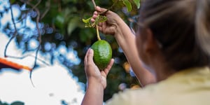 booster-blog-helping-kiwis-tahi-fund-avocados-new-zealand