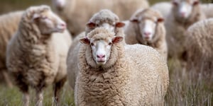 booster-blog-innovation-fund-bright-sparks-woolchemy-sheep-new-zealand