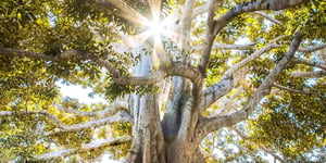 booster-blog-new-exclusions-socially-responsible-funds-tree-new-zealand